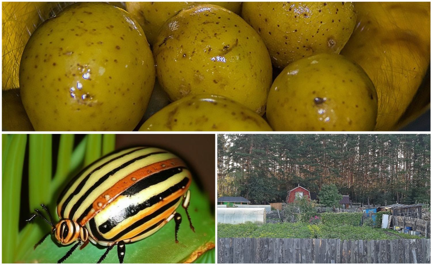 Россиянам назвали способ защиты картофеля от колорадского жука