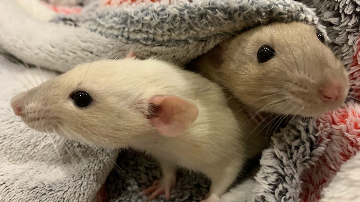 Чем болеют декоративные крысы и мыши