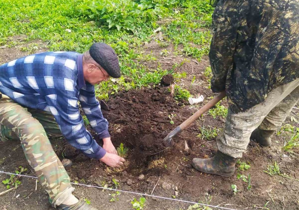 В Тюменской области высадили кедр Информационный центр Правительства