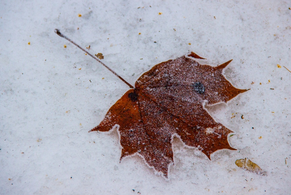 Что делать при обморожении. Признаки и первая момощь ИА SM.News Тюмень
