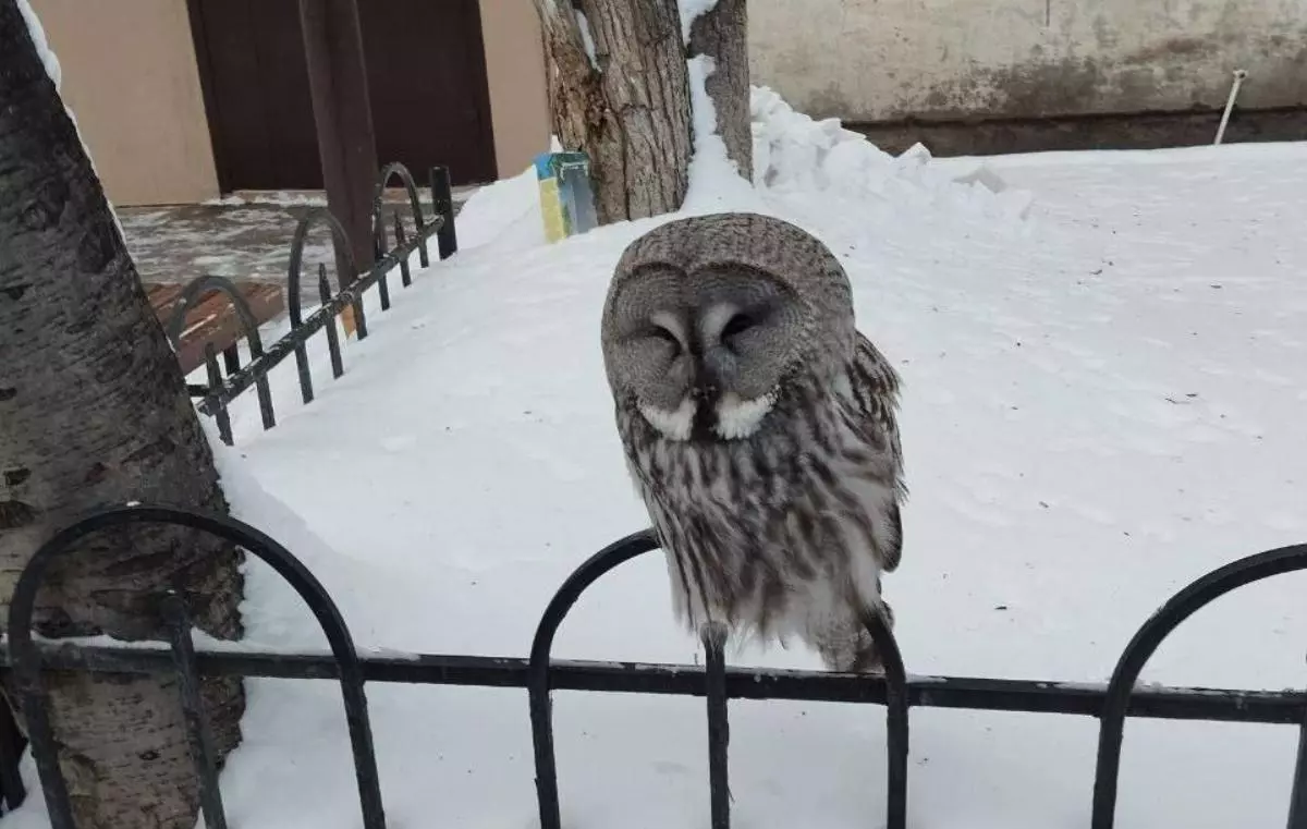 С чем связано нашествие сов на Тюмень