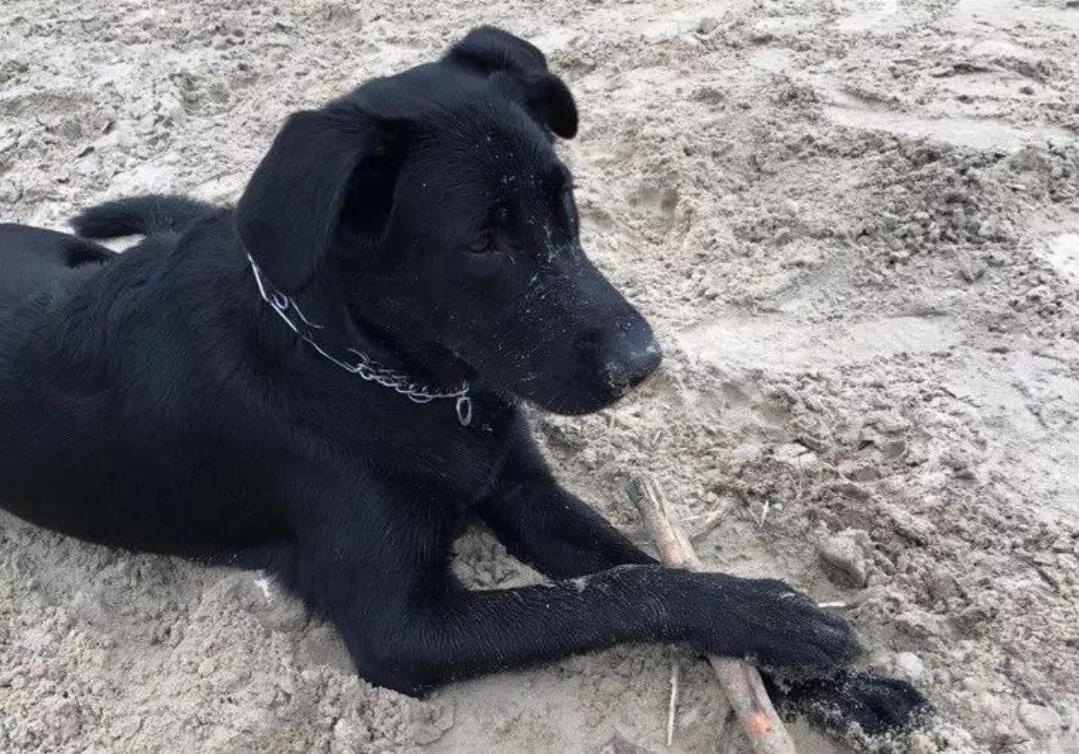 зоофилилка с собакой В Тюмени в зоо-клинику попала собака со снятым с морды скальпелем