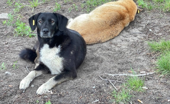 Тюменцы обеспокоены бездомными собаками с бирками на ушах