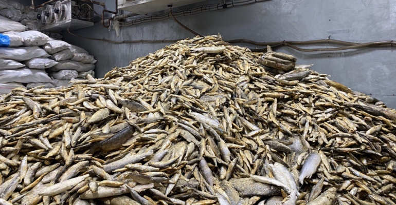 Тюменца признали виновным за незаконное хранение немаркированной рыбы