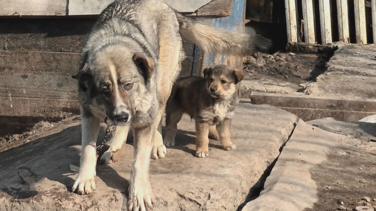 В Тюмени прививают животных от бешенства в возможных зонах затопления