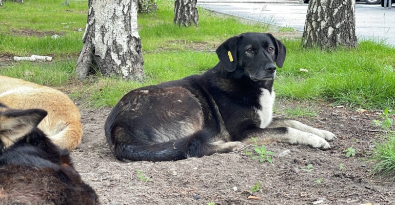 В ХМАО рассмотрят проект об эвтаназии для бездомных собак