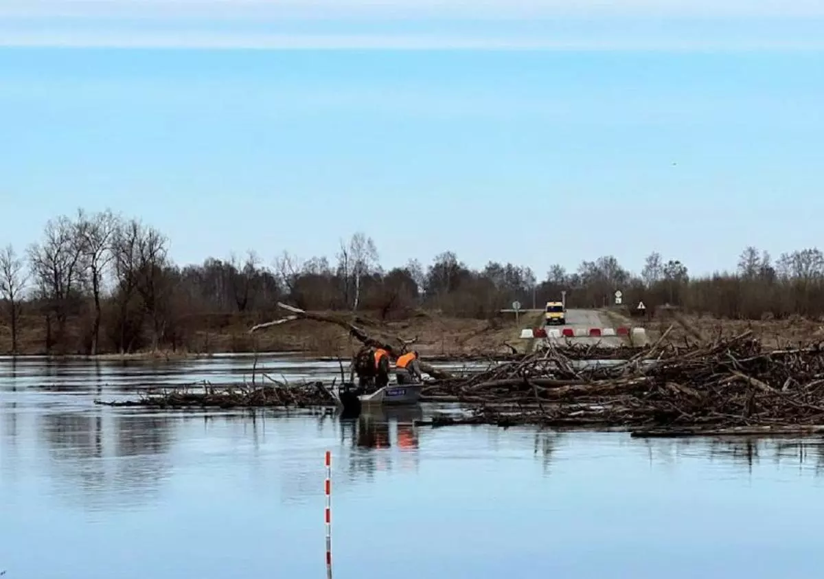 Река Ишим принесла в Викуловский район деревья и коряги