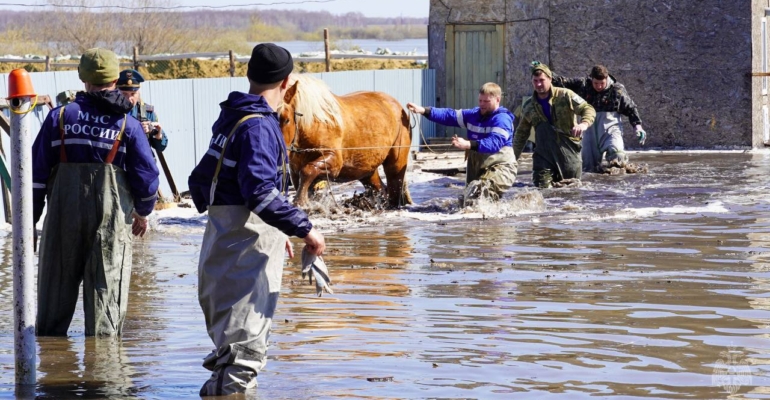 Тюменские спасатели спасают домашних животных, оказавшихся в воде