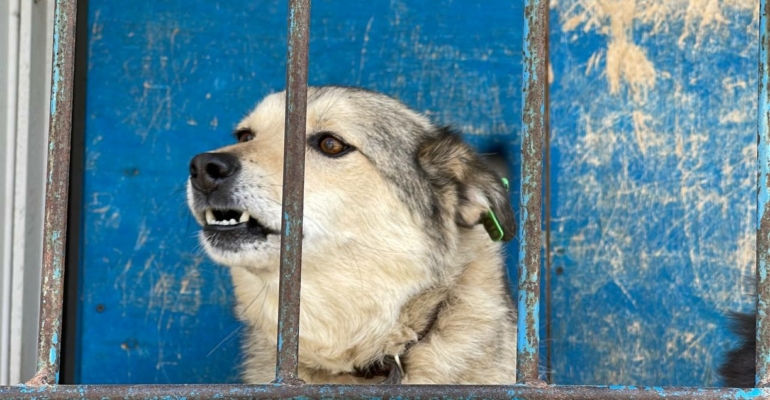 Кинолог Ирина рассказала тюменцам о правилах поведения с бездомными собаками