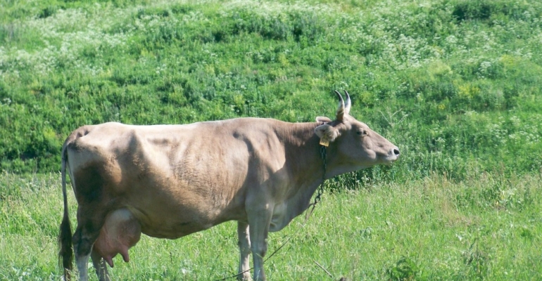 Тюменская ферма продавала больных лейкозом коров