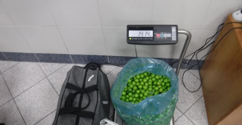 Более 10 килограммов плодов растения без документов изъяла таможня Тюменской области