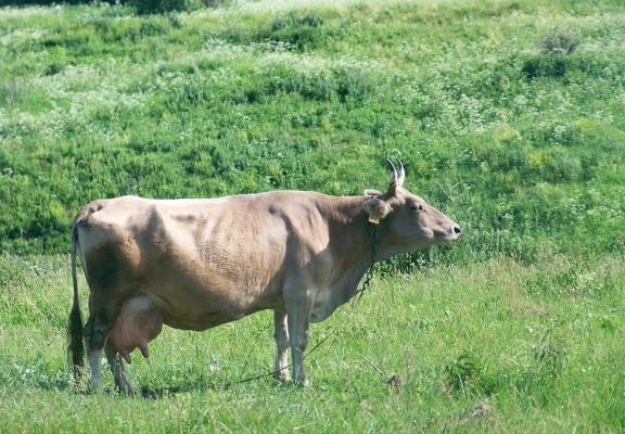 В тюменской деревне введут карантин из-за бешенства коров