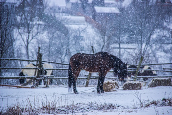 Из Тюмени в Казахстан пытались вывезти 33 лошади