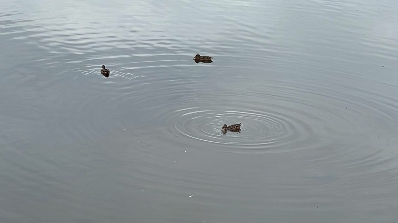 По факту гибели тюменских детей в Туре проводится проверка ИА SM-News Тюмень