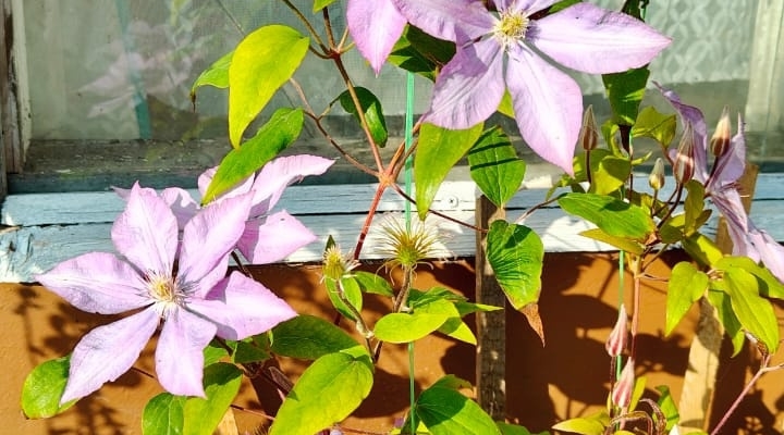 Клематисы и секатор — что сделать до первого снега согласно характера лианы Клематисы и секатор — что сделать до первого снега согласно характера лианы