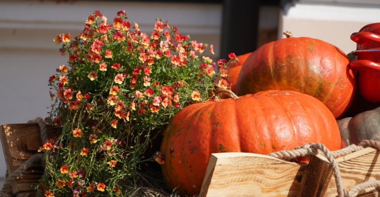 Если урожай тыквы удался: как сохранить в доме до весны — действенные способы Если урожай тыквы удался: как сохранить в доме до весны — действенные способы
