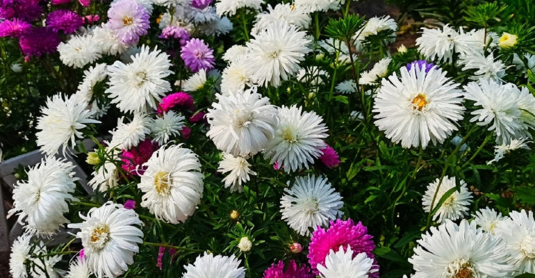 Магия подзимнего посева: как получить пышные астры без рассады и лишних хлопот Магия подзимнего посева: как получить пышные астры без рассады и лишних хлопот