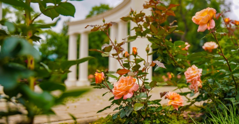 Ваш регион — ваша роза. Найдем идеальную королеву сада где бы он не находился Ваш регион — ваша роза. Найдем идеальную королеву сада где бы он не находился