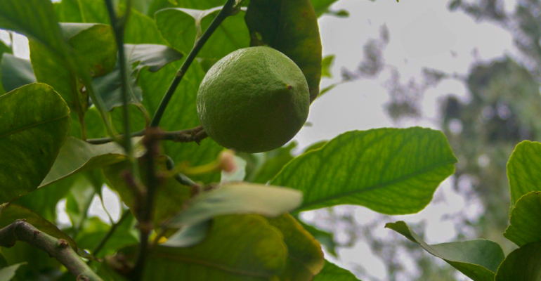 Стало известно, как заставить лимон цвести зимой Стало известно, как заставить лимон цвести зимой