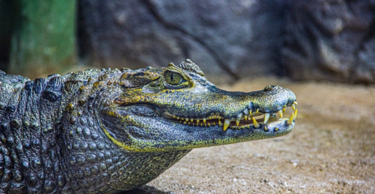 Обнаружен предок всех морских крокодилов: ученые в Египте заинтригованы находкой Обнаружен предок всех морских крокодилов: ученые в Египте заинтригованы находкой