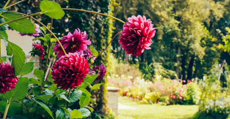 Георгины осенью: шаги, которые следует сделать правильно для сохранения клубней Георгины осенью: шаги, которые следует сделать правильно для сохранения клубней