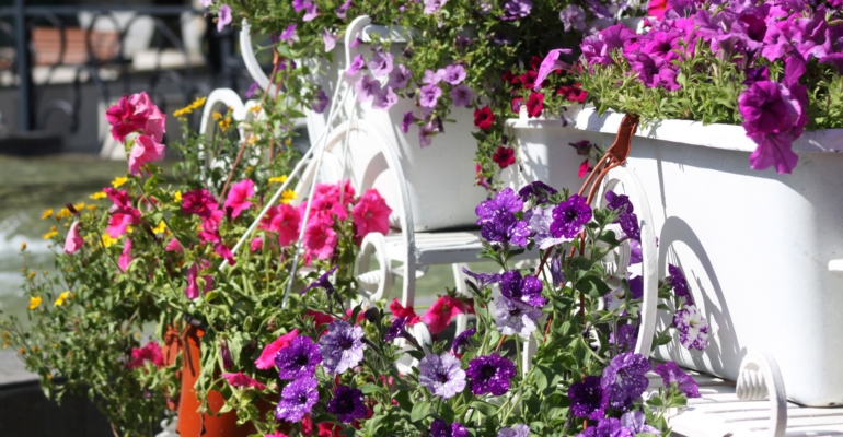 Ленивый способ размножить петунию: без хлопот с рассадой — вечное цветение