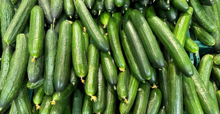 Огуречный переворот: 3 сорта, которые уже собирают, когда другие только цветут Огуречный переворот: 3 сорта, которые уже собирают, когда другие только цветут