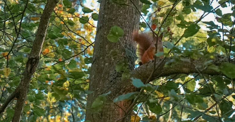 Иларионов день 3 ноября: традиции, правила и запреты, народные приметы