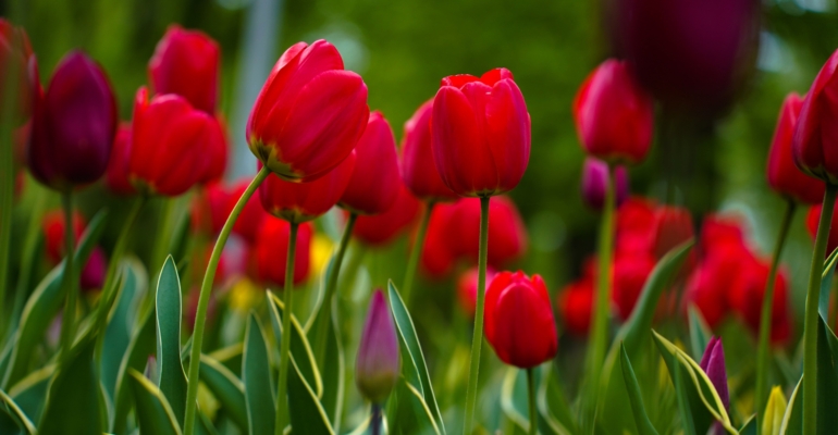 Правило трёх высот для тюльпанов, о котором молчат садоводы — глубина для луковиц