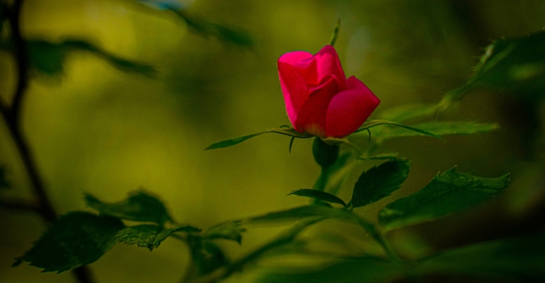 Как сократить расход парфюма – простой трюк для тех, кто не любит обновлять духи