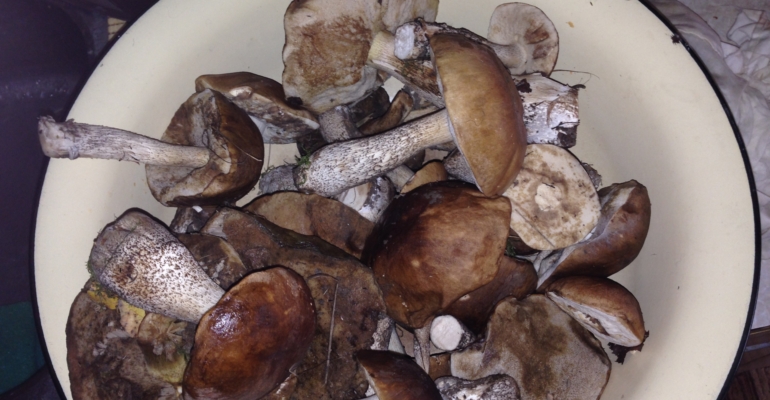 Магия грибного отвара для комнатных растений — бесплатная супер-подкормка