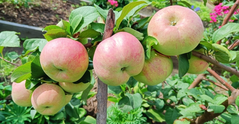 Готовим тертый лимонный пирог с яблоками