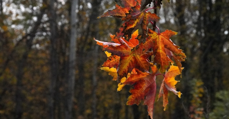 Ваш план на ноябрь-2025: как обернуть ретроградный Меркурий себе на пользу