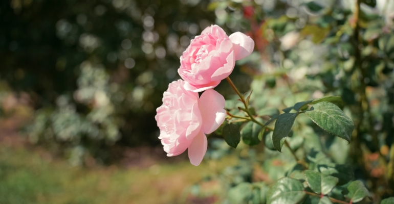 3 правила идеальной осенней обрезки роз – советы садоводам