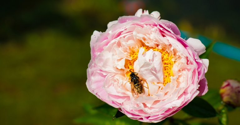 Советы от парфюмеров по выбору подходящих духов