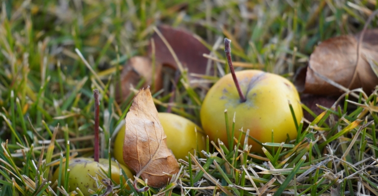 План работы в саду на ноябрь - страховка от климатических сюрпризов и расходов