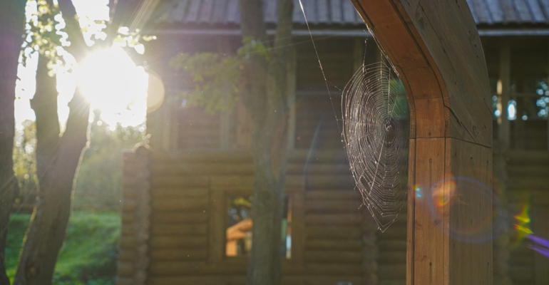 Паук — гость, проклятие или индикатор счастья: ваш дом под наблюдением