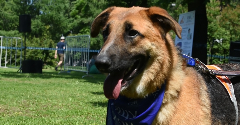 Дмитриев день - 8 ноября: почему стоит погладить собаку и избегать кошку