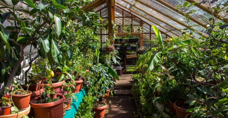 Руководство по правильной обрезке воздушных корней для здоровья растений