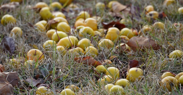 Названы пять лучших самоплодных сортов груш