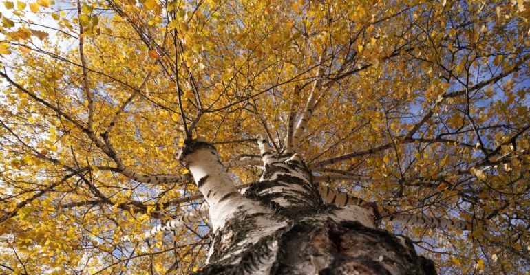 Ноябрьский Меркурий-2025 даёт вам ключи к действию: успейте до 29 числа