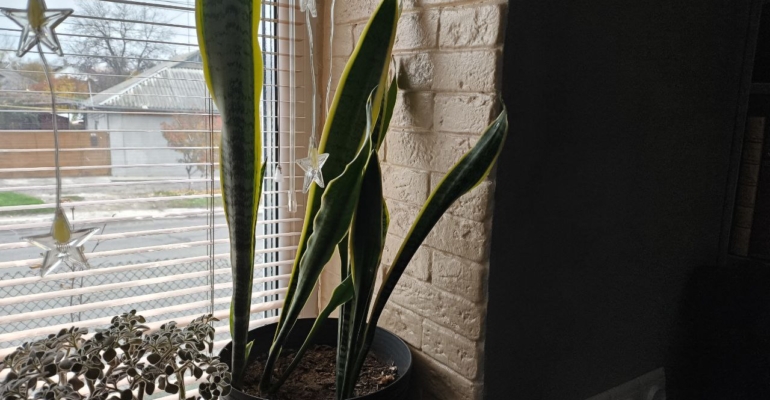 Названы растения, которые привлекут удачу и счастье в дом