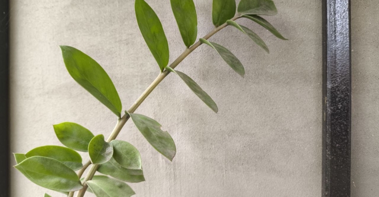 Замиокулькас: секрет роскошного растения, которому не нужен ваш постоянный уход