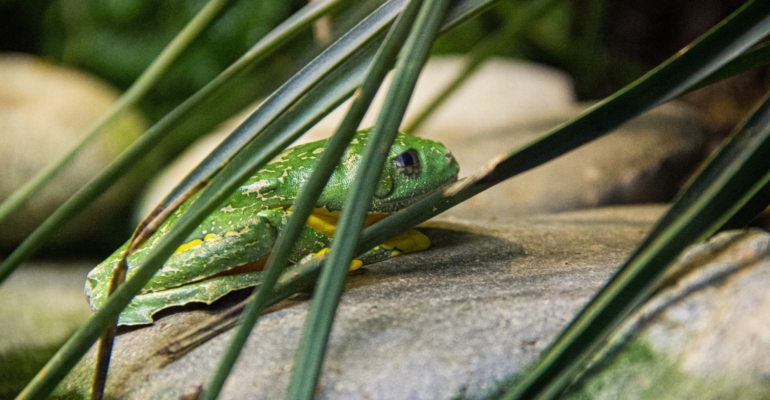 Ученые нашли новые виды живородящих жаб в Танзании