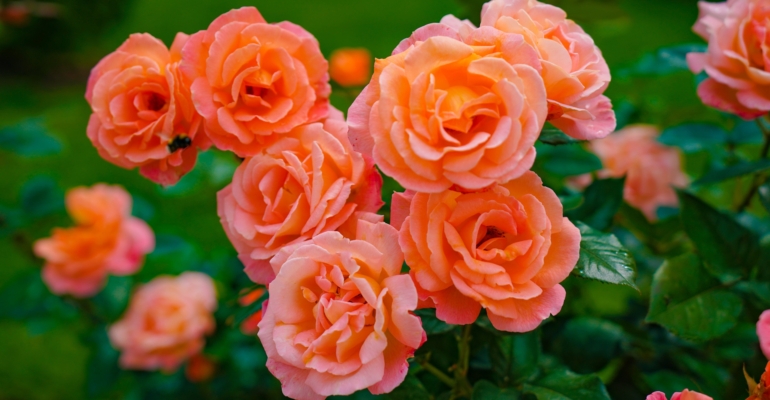 Осеннее черенкование роз: самый ленивый способ получить бесплатный розарий