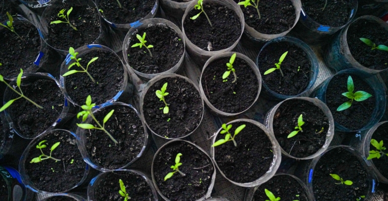 Цветовод Жашкова: Зимний посев рассады — это ошибка для садовода