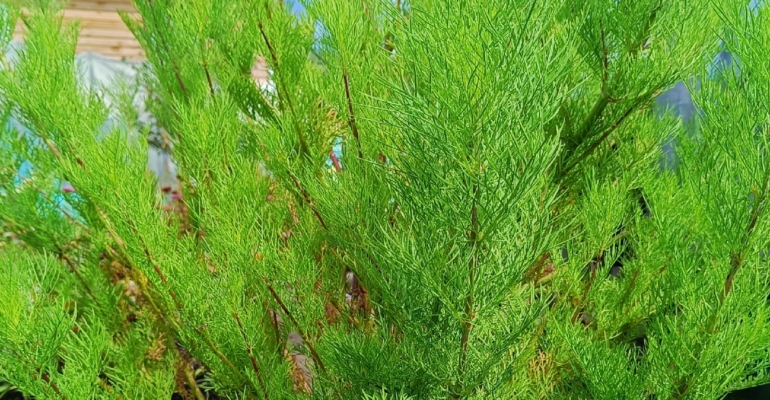 Пять секретов ухода за хвойными растениями в ноябре-декабре