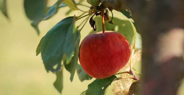 Секрет яблока: лучшее время для него, о котором многие не знают