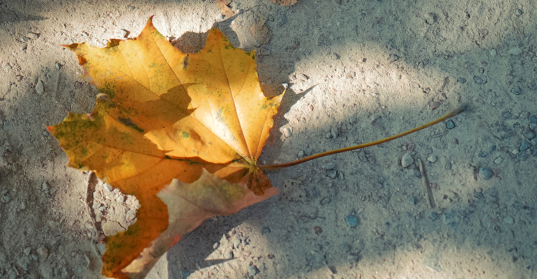 Праздники 14 ноября гражданские, церковные, именинники и не только