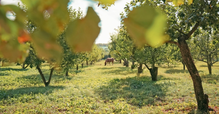 Ореховый лист в саду осенью: опытные дачники знают как его использовать